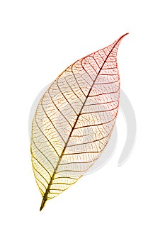 Autumnal leaf isolated on white background