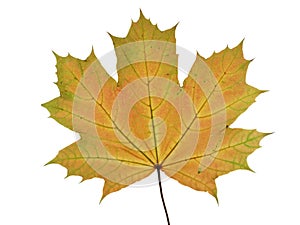 Autumnal leaf of a maple tree isolated on white background.