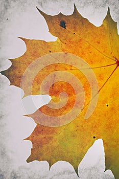 Autumnal leaf motive with post processing effects photo