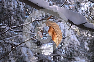 Autumnal Leaf In A Snow Covered Forest