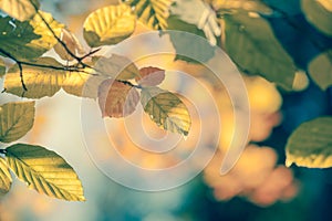 Autumnal leaf vintage background soft focus and color photo