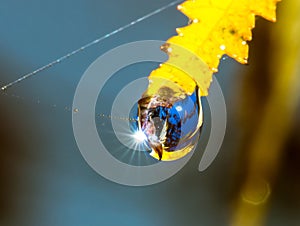 Autumnal leaf with water drop