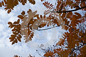 Autumnal leafage of rowan against the sky