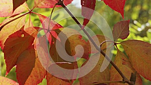 Autumnal leaves blown by the wind closeup