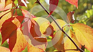 Autumnal leaves blown by the wind closeup
