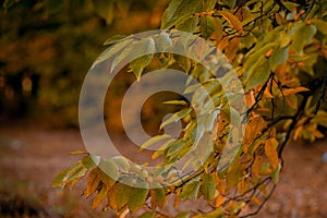 Autumnal leaves in blurred background. Autumnal Park. Autumn Trees and Leaves photo