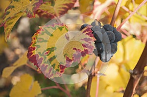 Autumnal leaves and bunch of grapes of vine in a viney