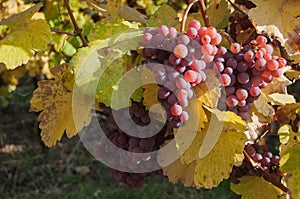 Autumnal leaves and bunch of grapes of vine in a viney