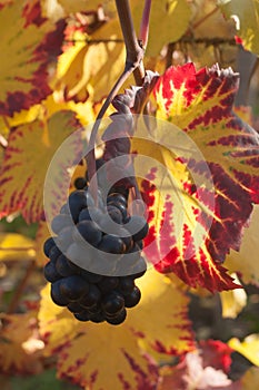 Autumnal leaves and bunch of grapes of vine in a viney