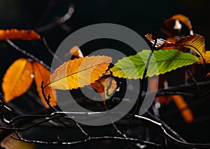 Autumnal leaves of chestnut tree