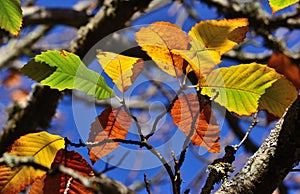 Autumnal leaves of chestnut tree