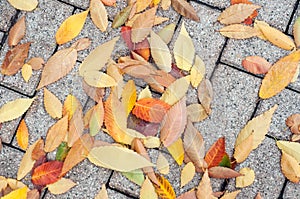 Autumnal leaves on cobbles in the street