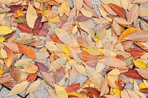 Autumnal leaves on cobbles in the street