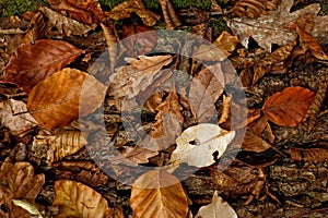 Autumnal Leaves` Colors: Ensemble of autumnal colored Leaves - Closeup