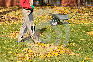 Autumnal leaves in a garden