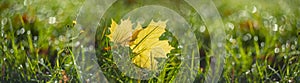 Autumnal leaves in grass with a nice soft artistic bokeh