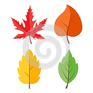 Autumnal leaves icon set isolated on white. Autumn vector foliage illustration. Seasonal clipart in vivid colors. Colourful