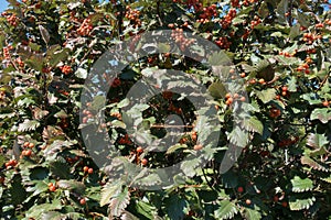 Autumnal leaves and orange berries of Sorbus aria