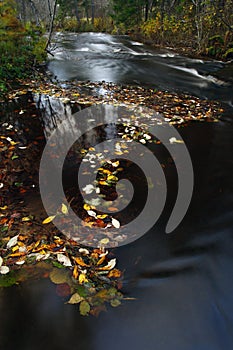 Autumnal leaves on river