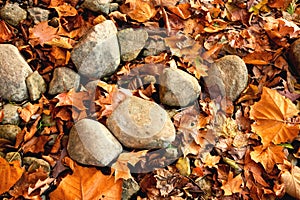 Autumnal Leaves and Rocks