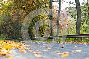 Autumnal leaves on rural road