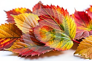Autumnal leaves on white background. Macro closeup photo
