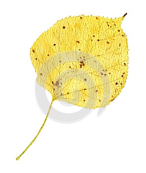 Autumnal linden leaf, watercolor yellowed linden leaf with dots.Isolated on white background, autumn time. One realistic