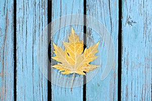 Autumnal maple leaf on blue background
