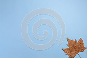 Autumnal maple leaf isolated on blue background.