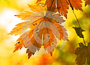 Autumnal maple leaf and sunbeam