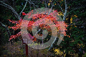 Autumnal maple leaves