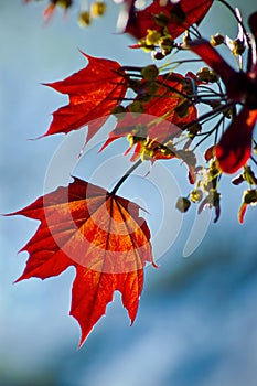 Autumnal Maple leaves