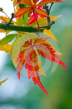 Autumnal maple leaves