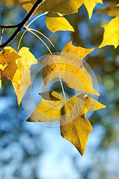 Autumnal maple leaves