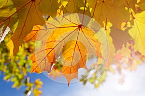 Autumnal maple leaves in blue background photo