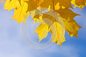 Autumnal maple leaves in blue background photo
