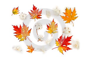 Autumnal maple leaves, cotton flowers, dry white flowers orchid on white background. Top view, flat lay