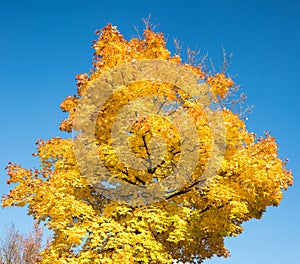 Autumnal maple tree with golden leaves, against blue sky