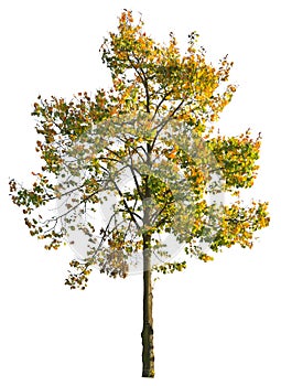 Autumnal maple tree, isolated tree on white background with clipping path