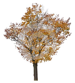 Autumnal maple tree, isolated on white background