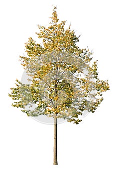 Autumnal maple tree isolated on white background