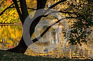 autumnal maple tree silhouette on sunset on lake background