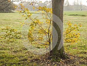 The autumnal meadows.