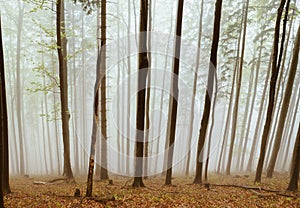 Autumnal misty foggy forest view. Trees are covered by morning fog. Traveling in Slovakia mountains