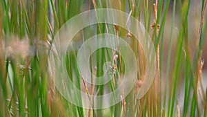 Autumnal moorland grasses