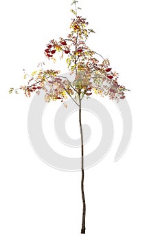 Autumnal Mountain-ash tree with red berries isolated on white background