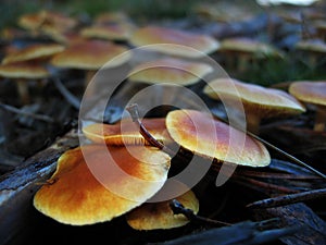 Autumnal Mushrooms