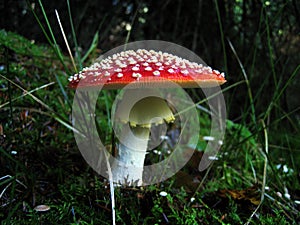 Autumnal Mushrooms photo