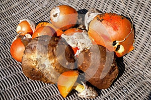 Autumn wild mushrooms composition.boletus edulis fungi,seasonal ingredient,italy