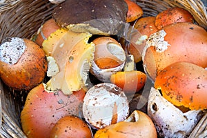 Autumnal mushrooms composition. boletus edulis fungi,seasonal ingredients